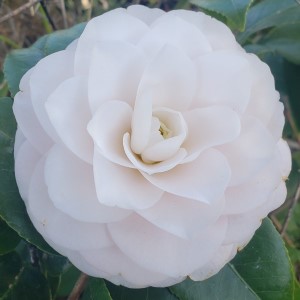 Goggy Camellia, Camellia japonica 'Goggy'